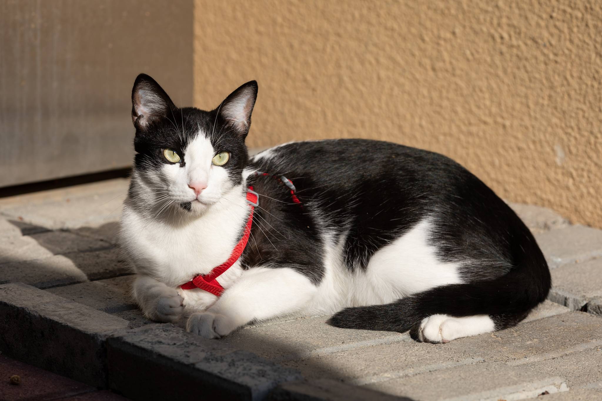 Arabian Mau Grooming Guide