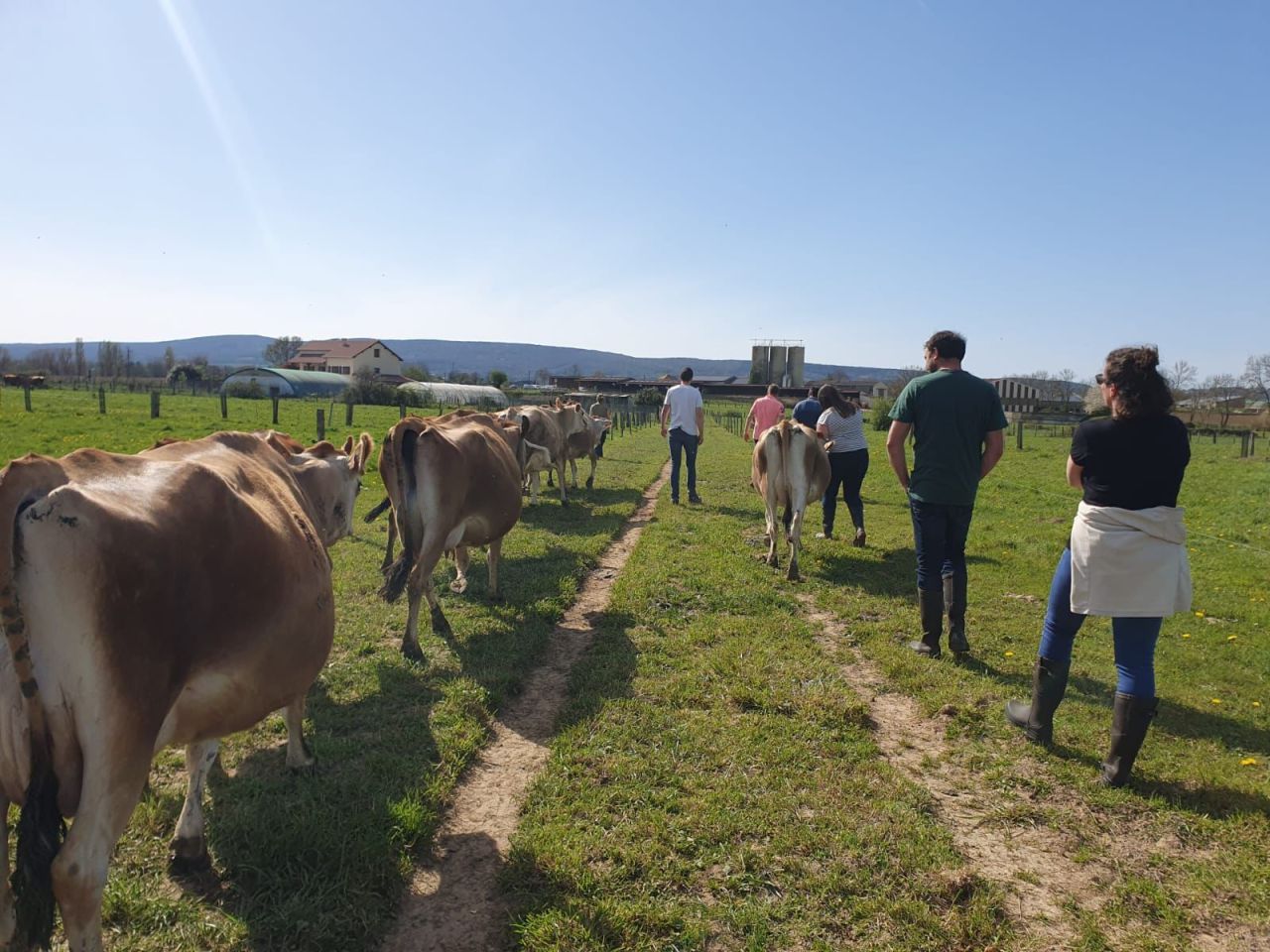 Balade entre éleveurs et vaches à l'extérieur