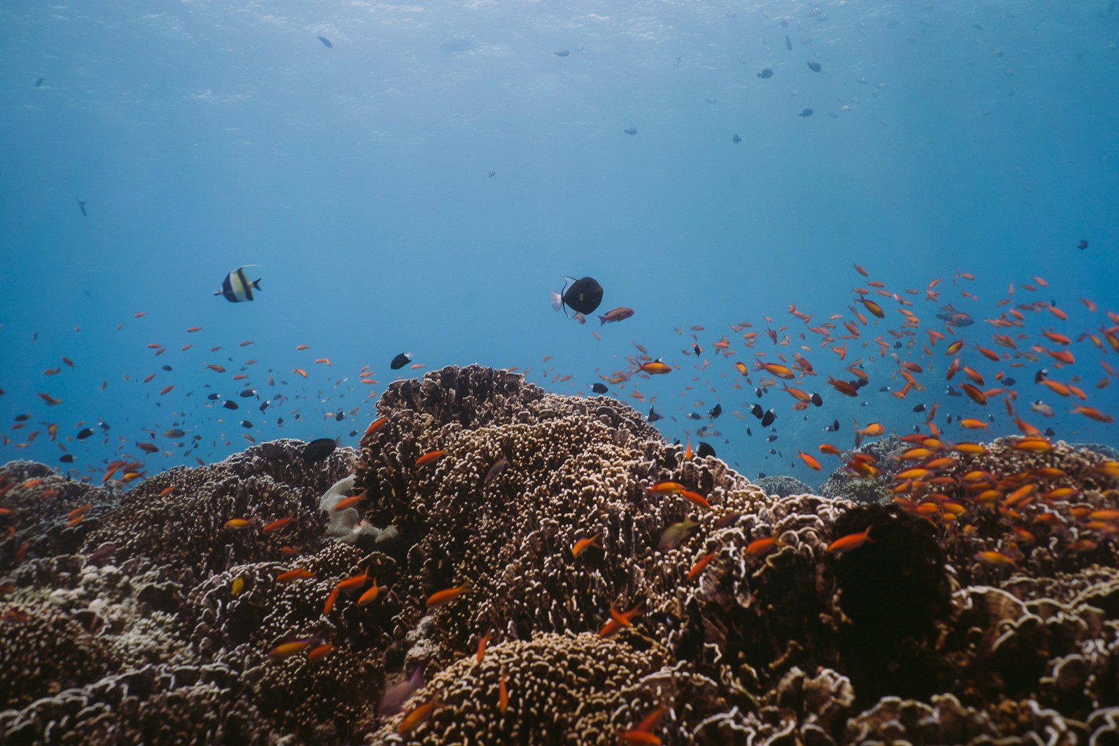 Asset A