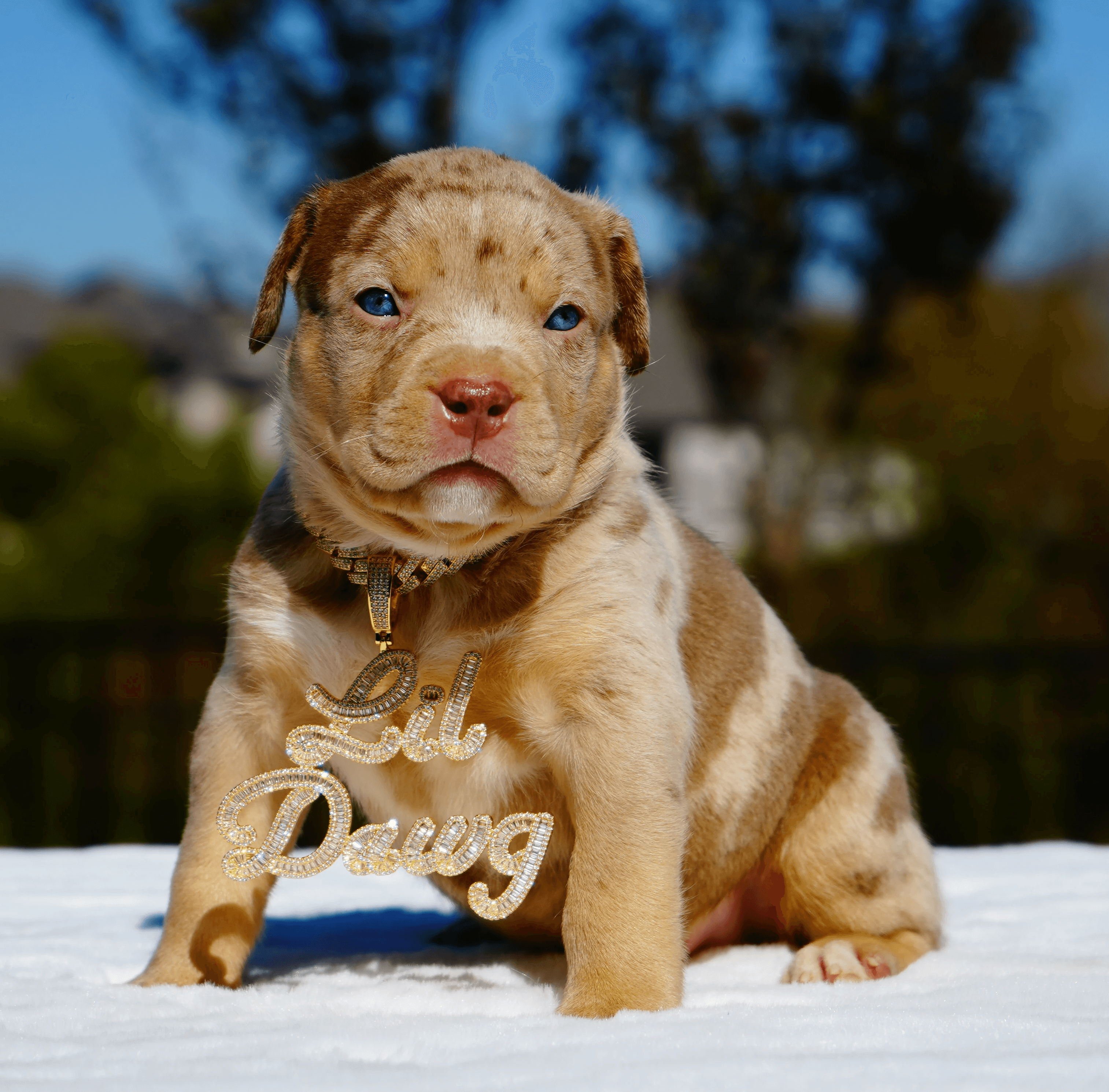 dog_with_food