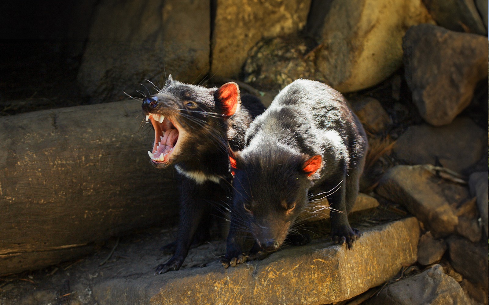 Tasmanian devils in natural habitat during 3-day Tasmania tour from Launceston.