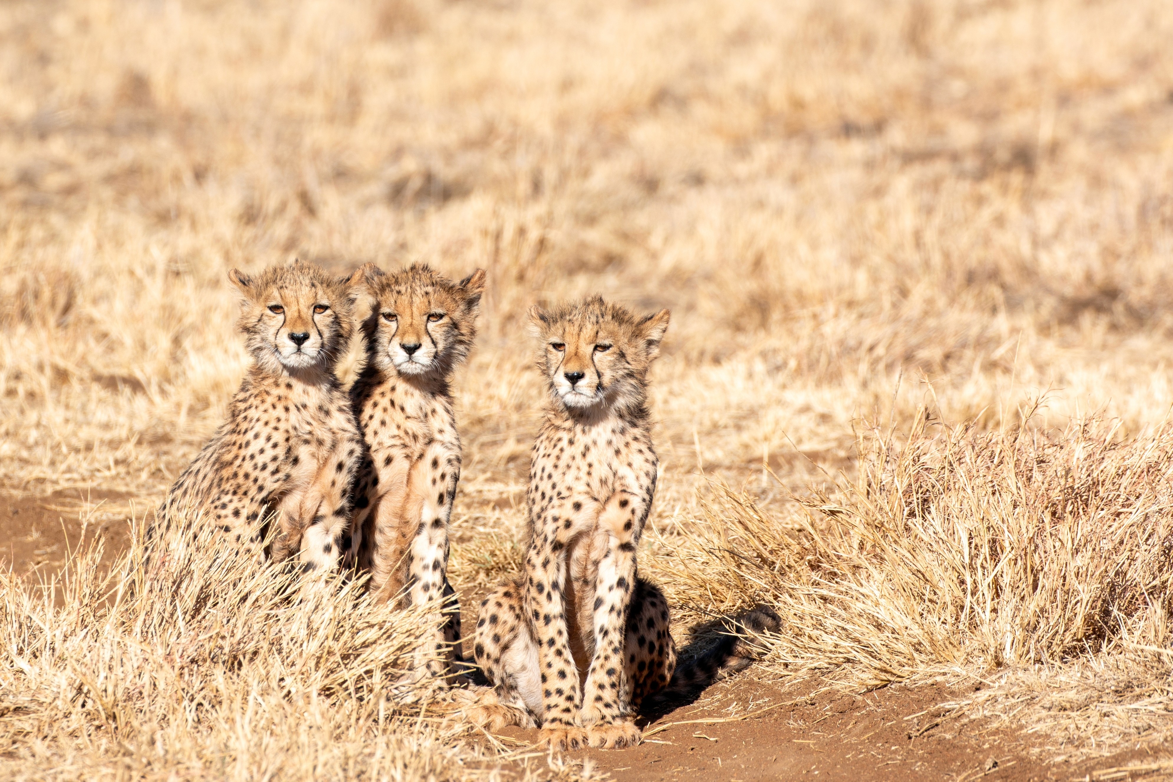 India's cheetah reintroduction programme boosted by three new cubs