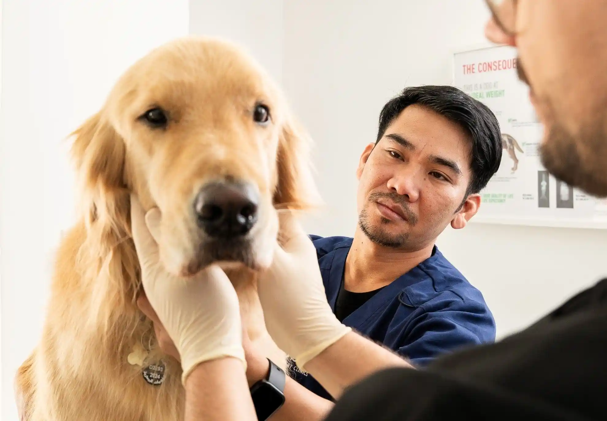 A Noble Veterinary Clinics vet examining a golden retriever's face and microchip tag during a check-up.