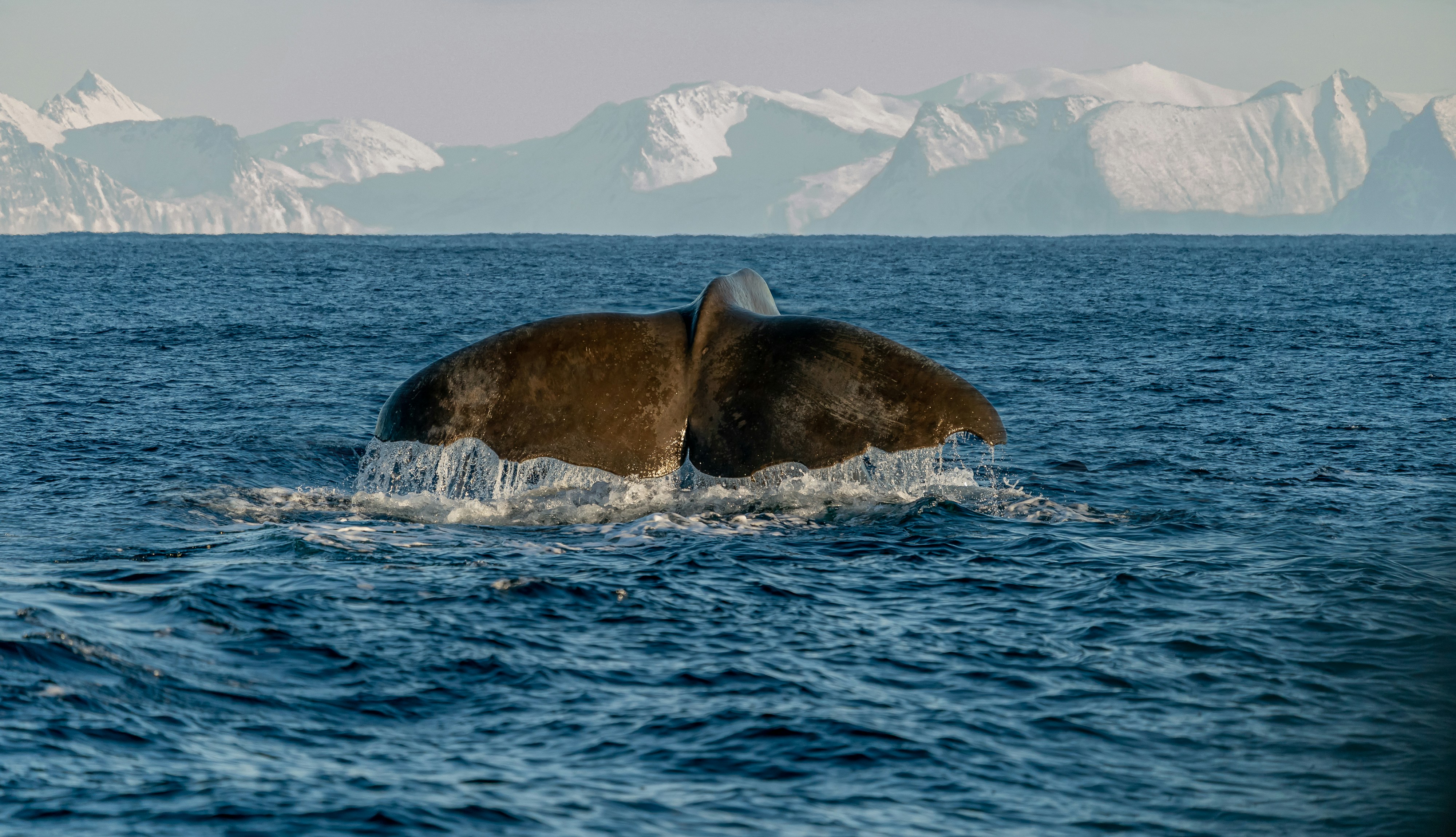 Whale tail emerging from blue ocean water with mountains.