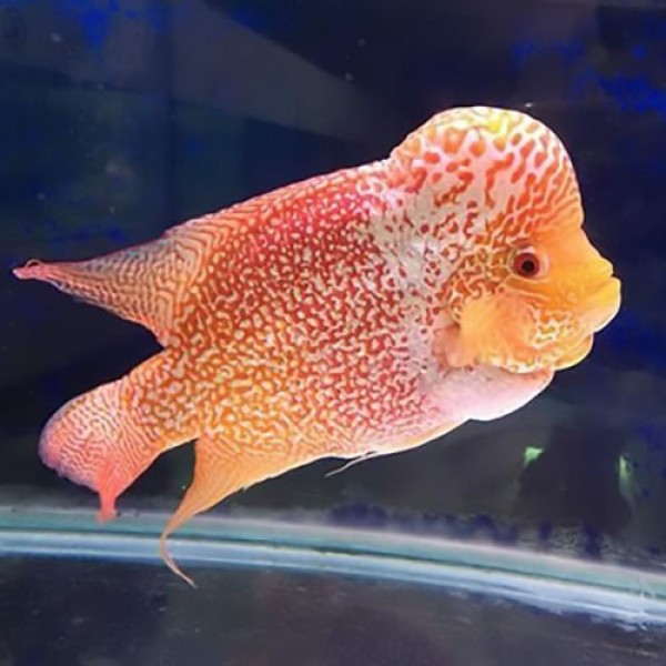 he golden base fish price