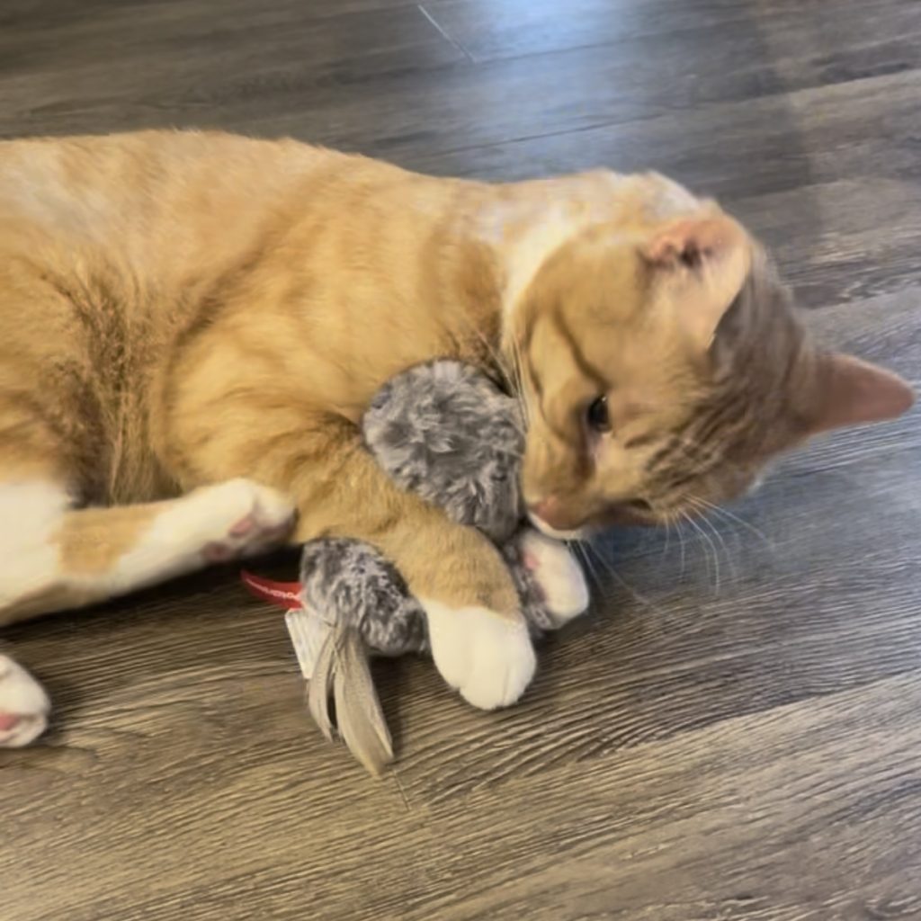 Finding the Right Toy for Your Cat