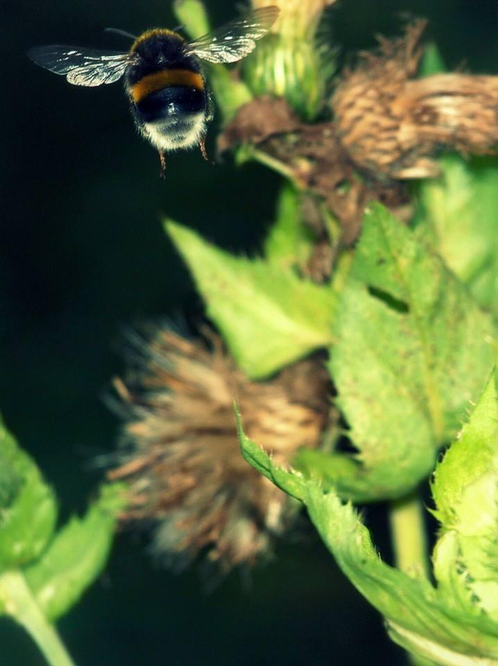 A ballerina with long hair throws her arms up