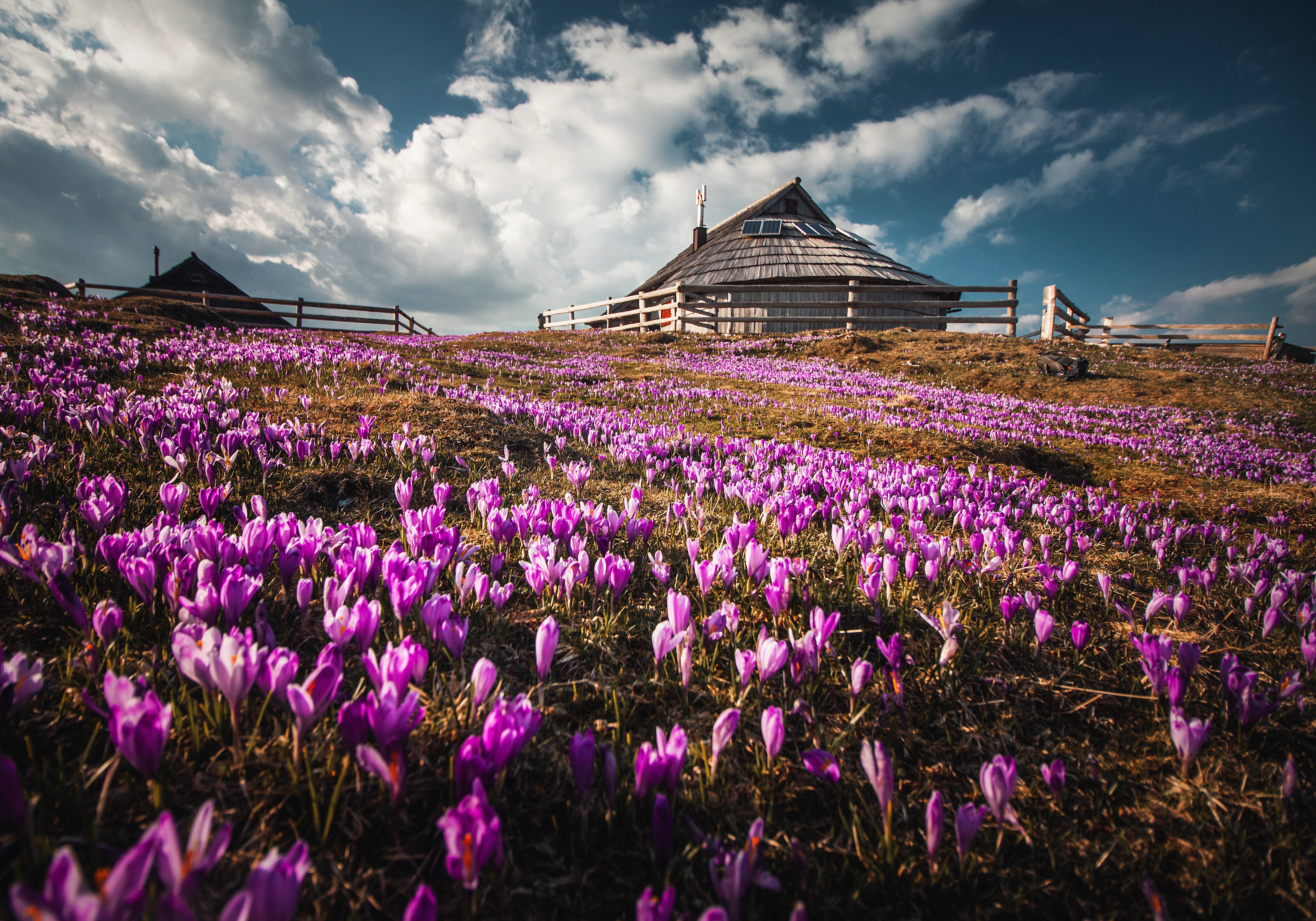 A serene landscape featuring a sunlit farmhouse at Velika Planina, Slovenia, surrounded by vibrant purple crocus flower fields at sunset.