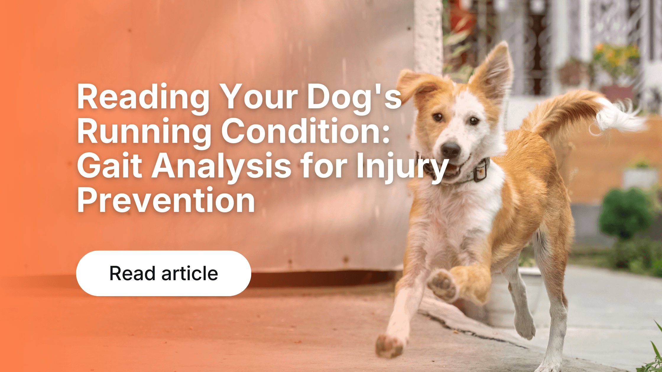 Dog Activity Tracking: Why Data Improves Health & Fitness