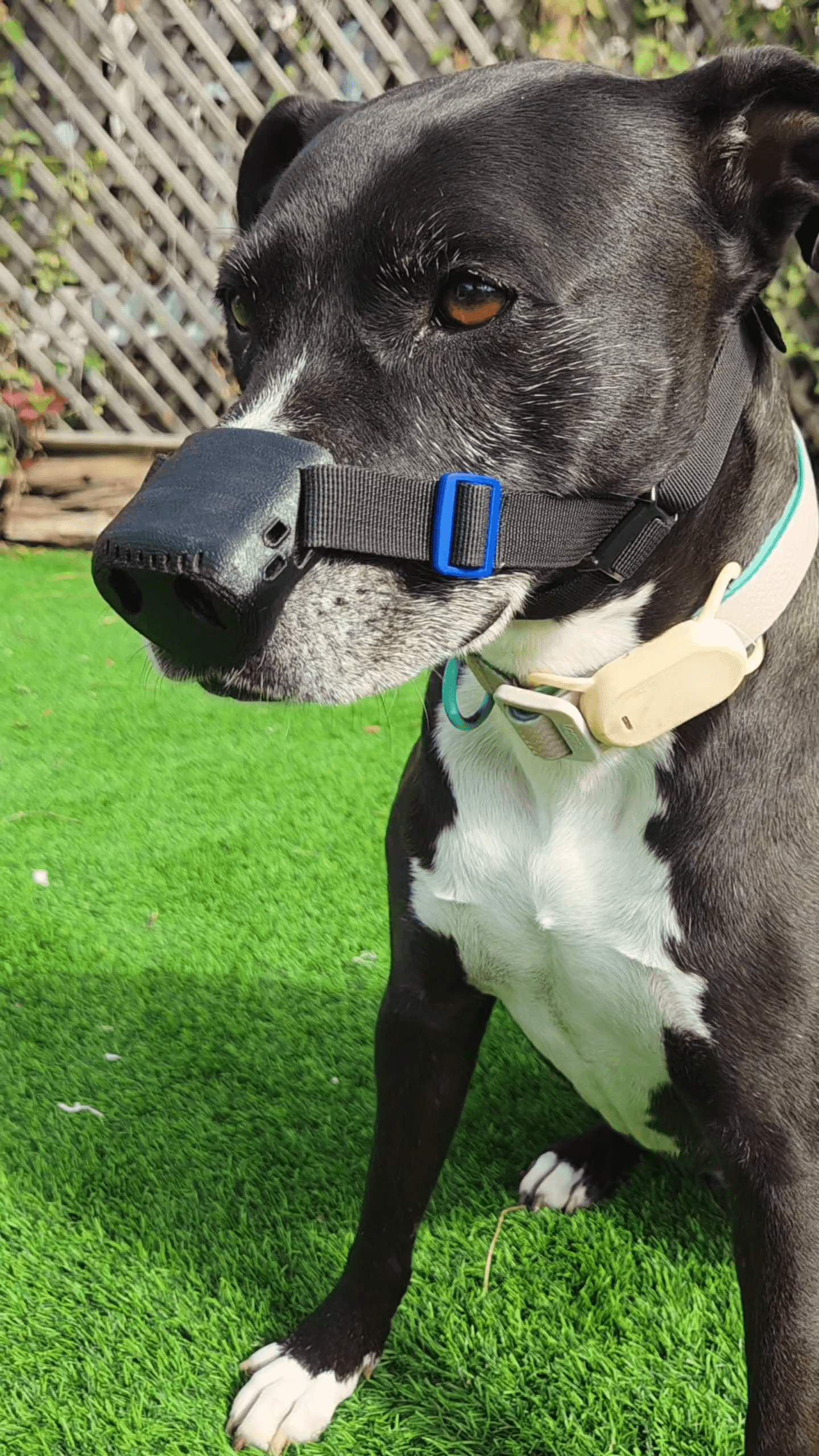 Billie the pitbull with using SnoutCover for DLE treatment