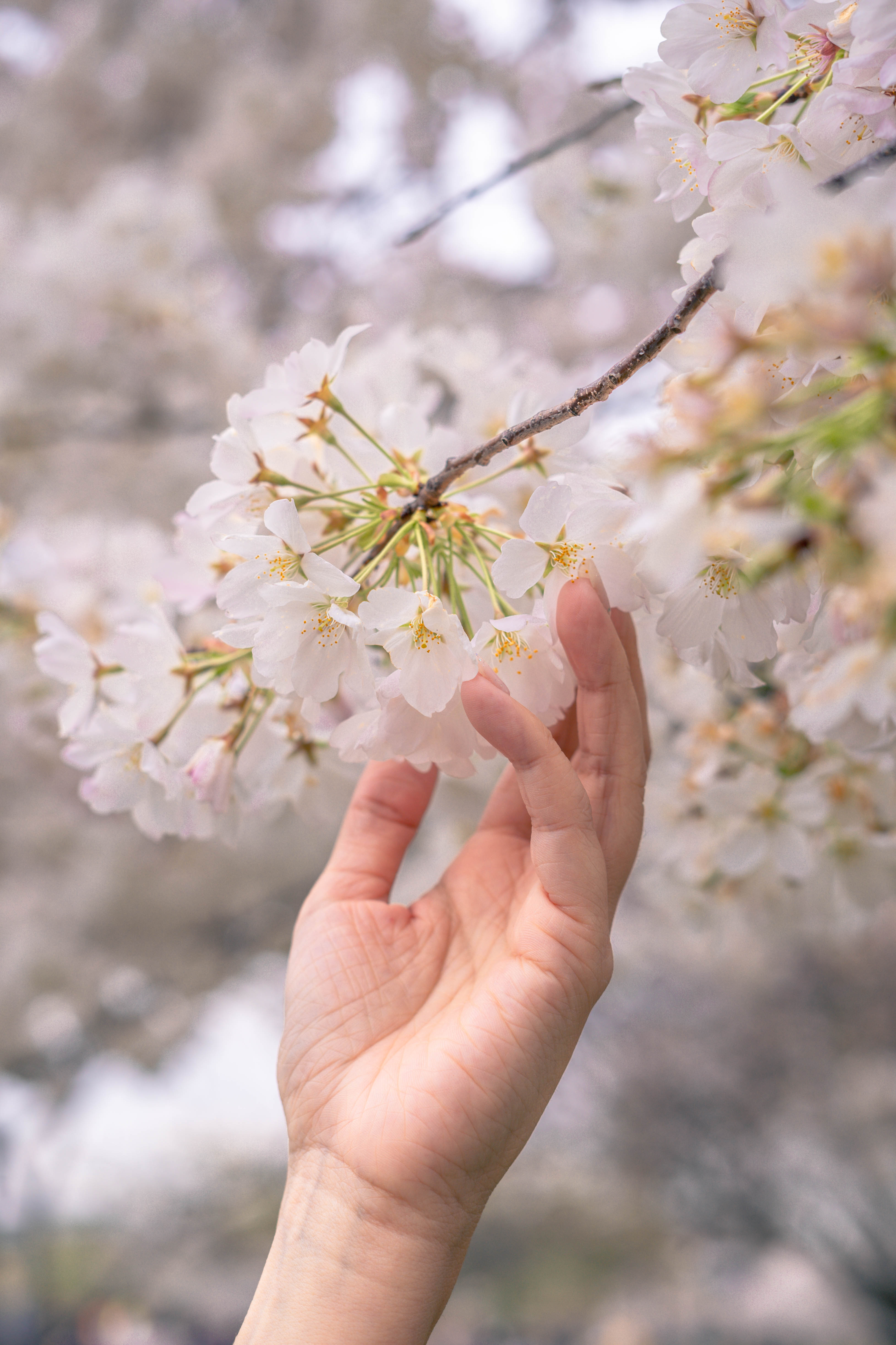 A fluffy gray rabbit rests on a floral chair.
