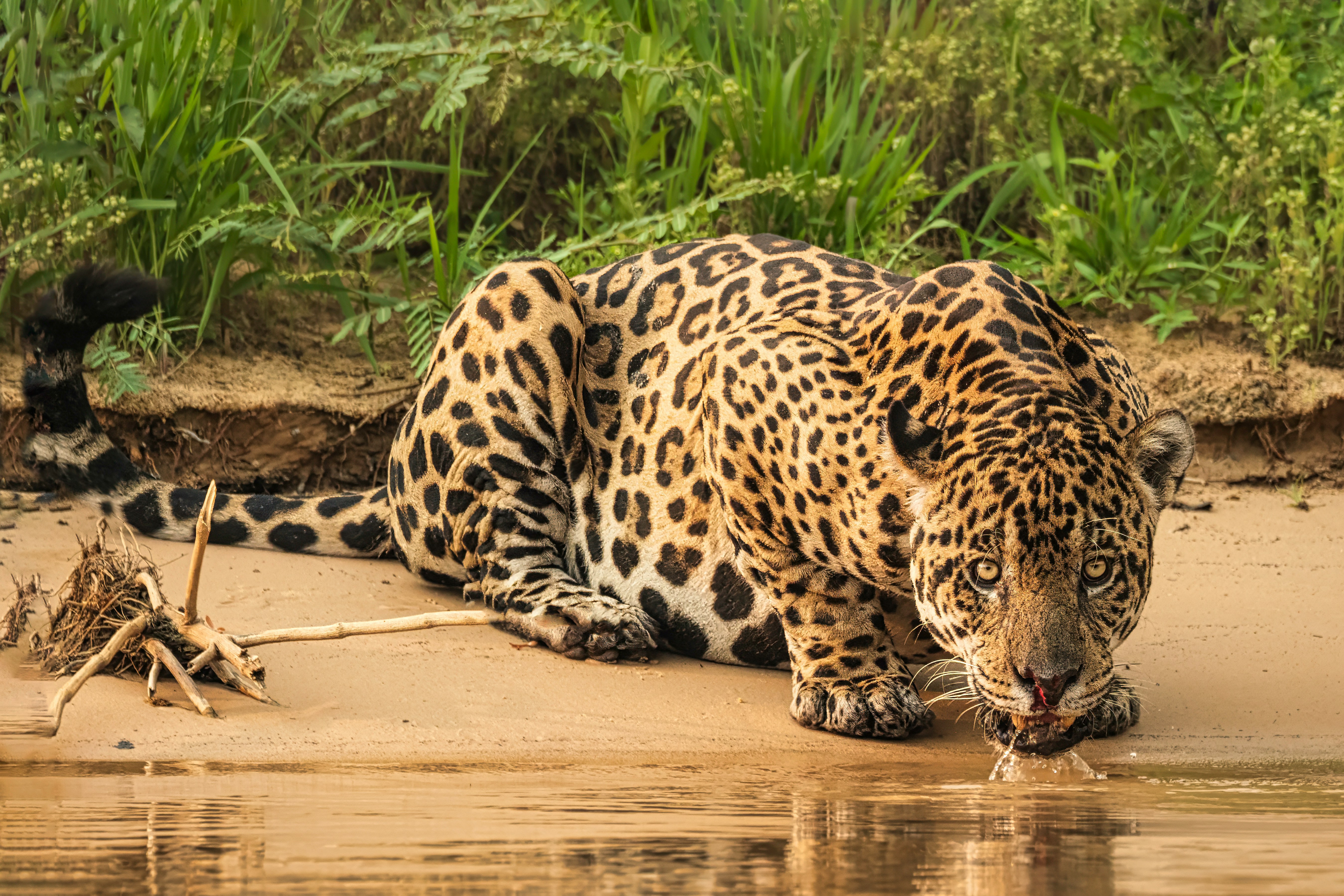 a large jaguar drinking water