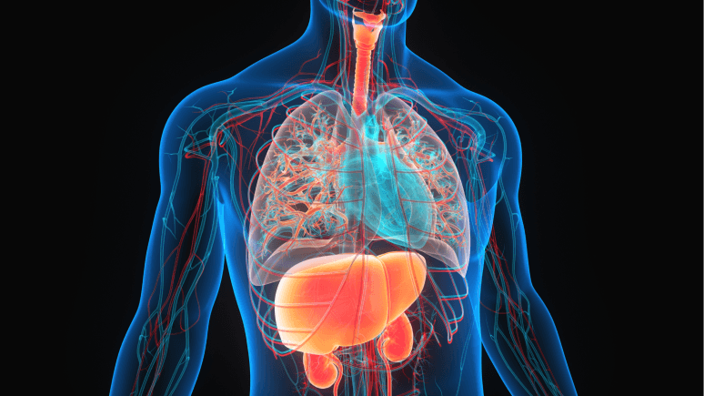 An x-ray style image of a human torso shows internal anatomy