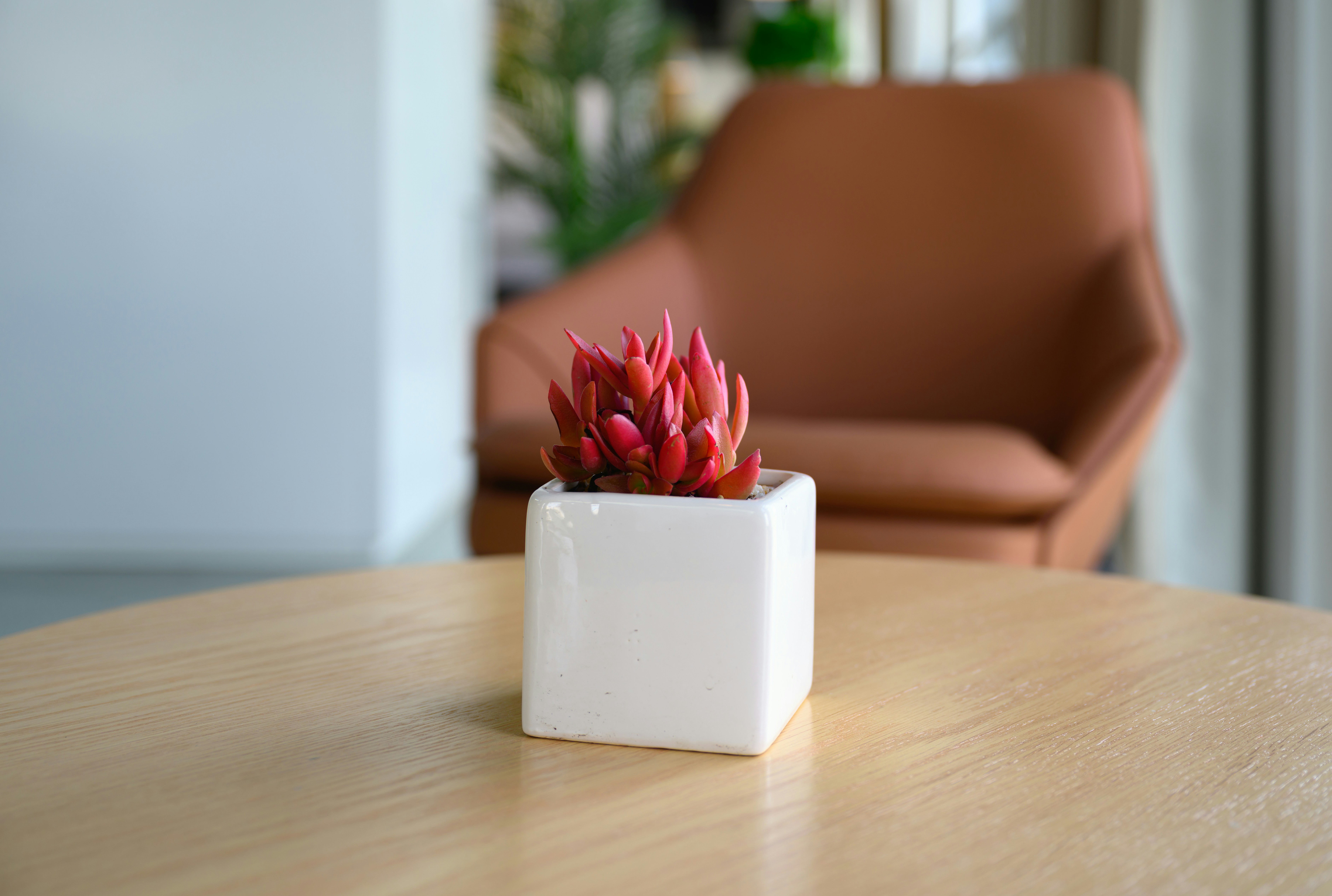 a small potted plant sitting on top of a wooden table