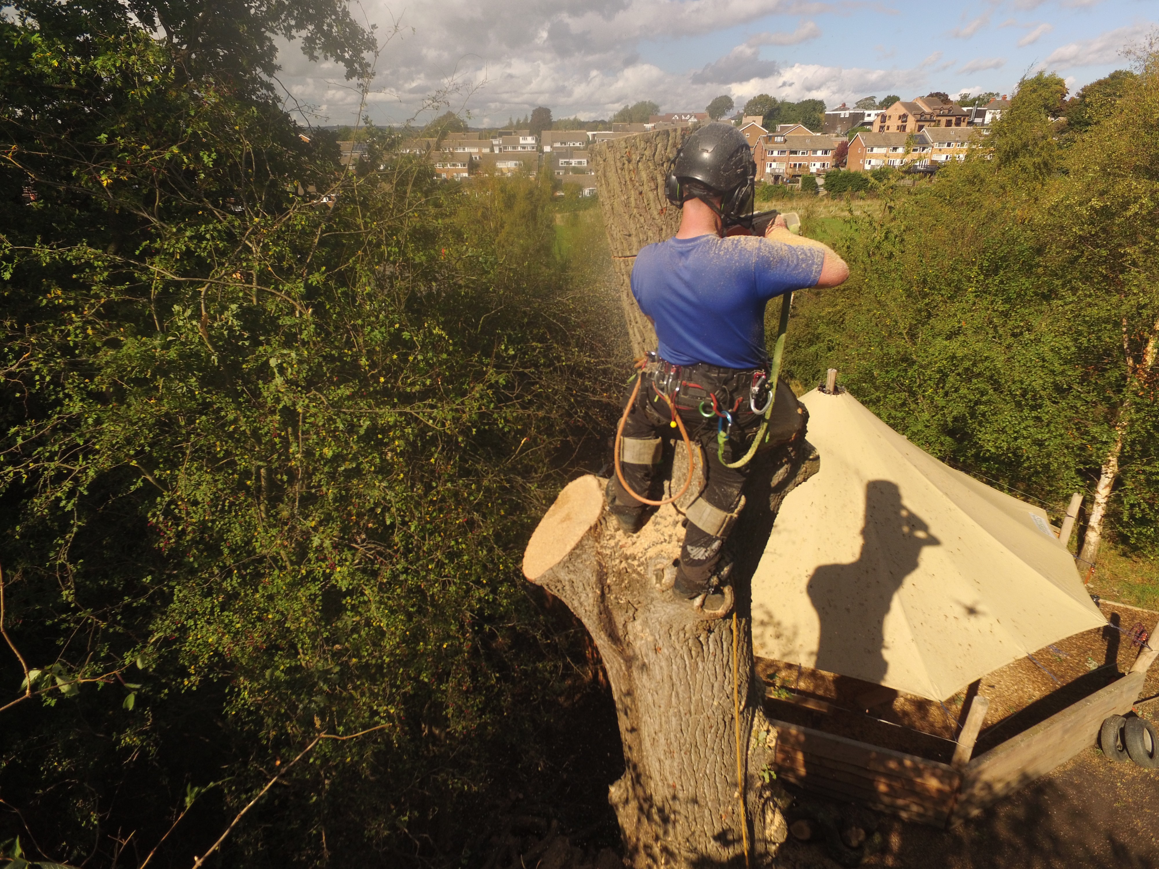 Arborist uses a chainsaw to cut a tree.