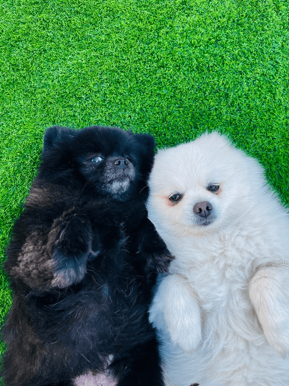 Two fluffy dogs are lying on their backs during the dog pregnancy period.