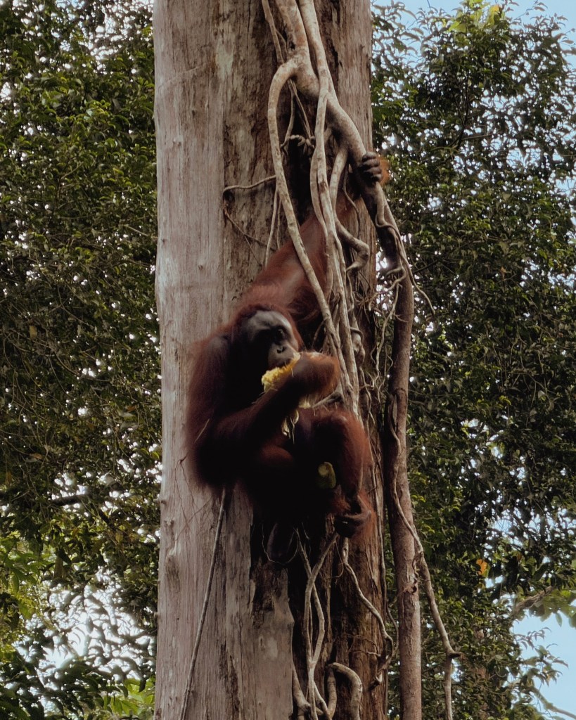 An orangutan sitting on a tree branch, eating fruit, surrounded by lush green foliage.