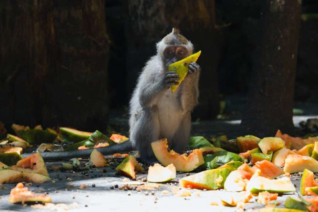 Monkey eating food, Ubud monkey forest