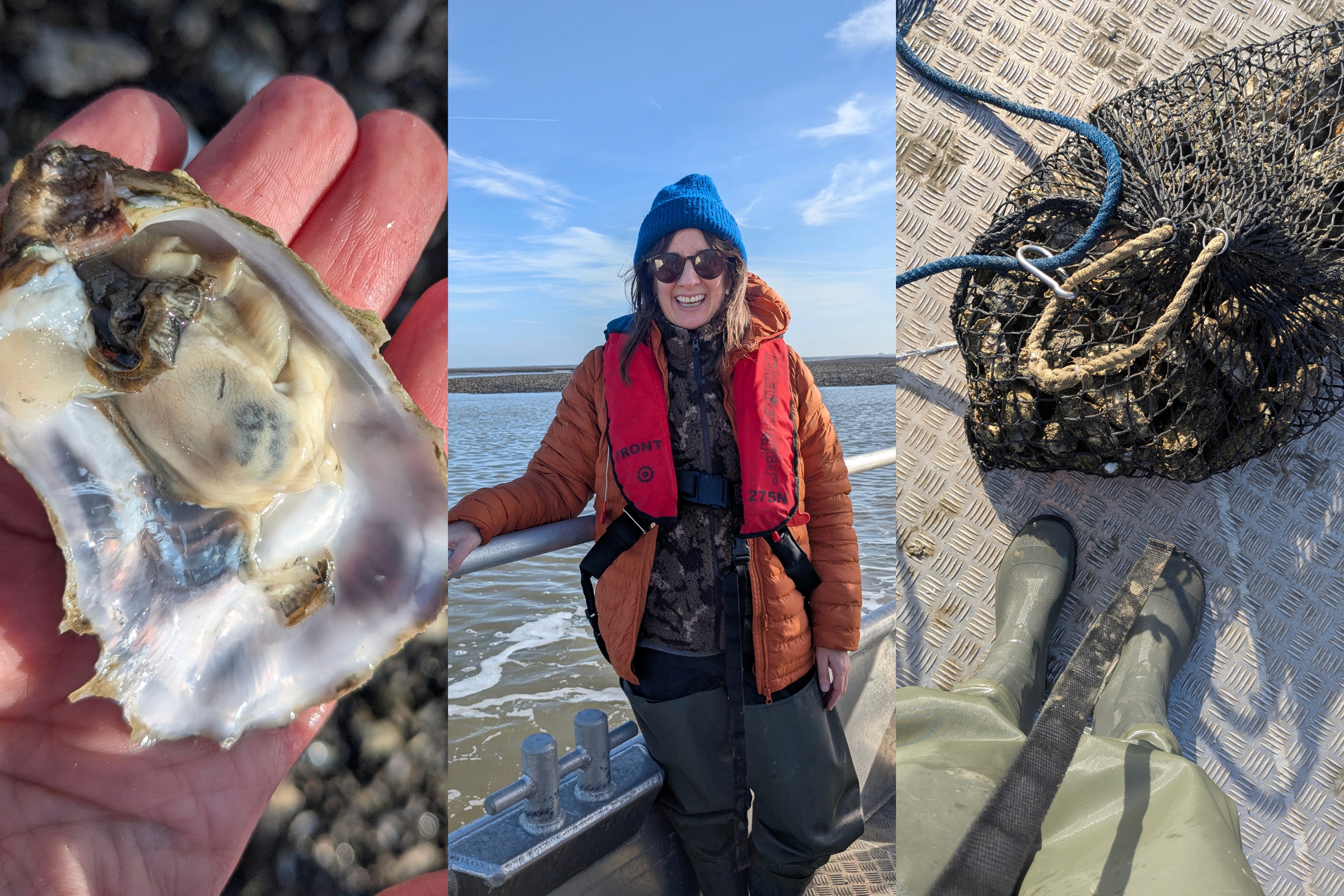 Harvesting oysters in the Wadden Sea