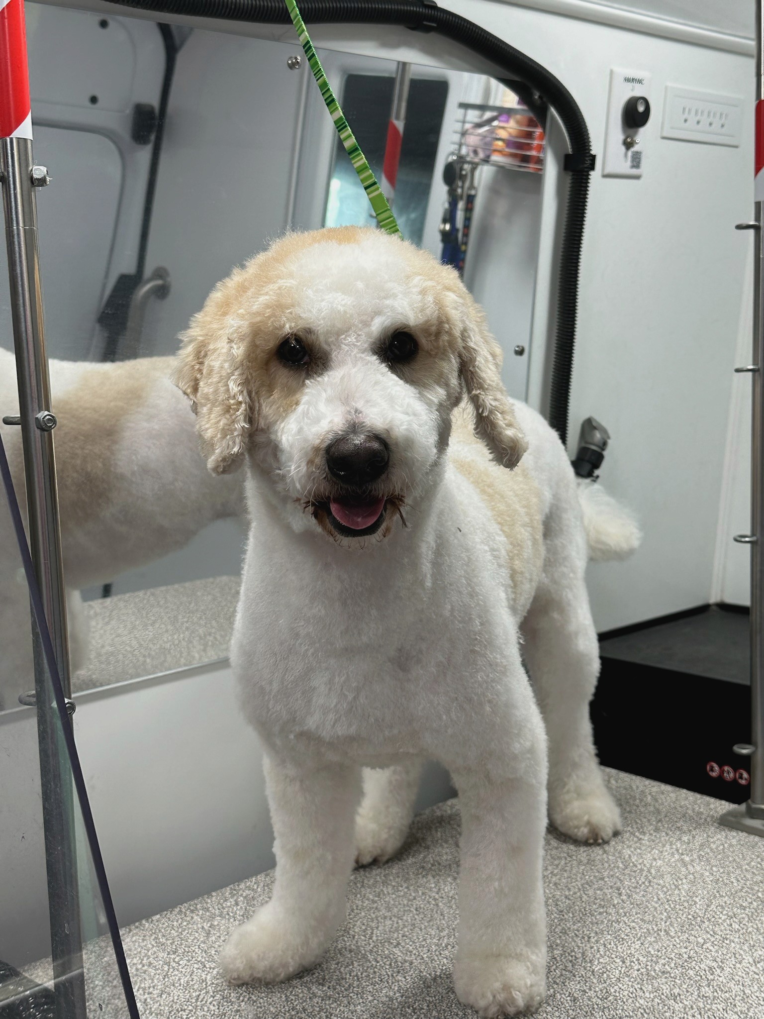 A cream-colored doodle after professional grooming in Annapolis, Maryland