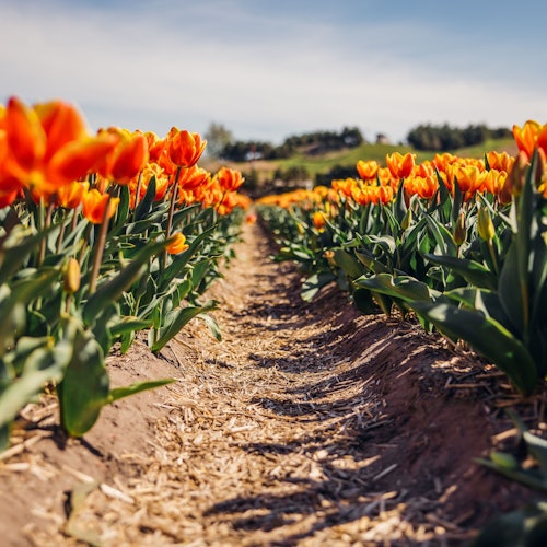 ladang tulip tak berujung