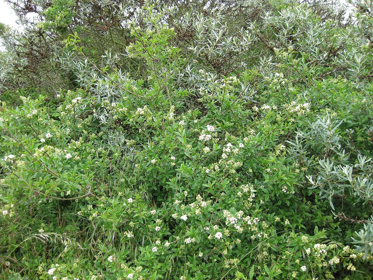 Troène commun photographié dans son milieu naturel. Ligustrum vulgare.
