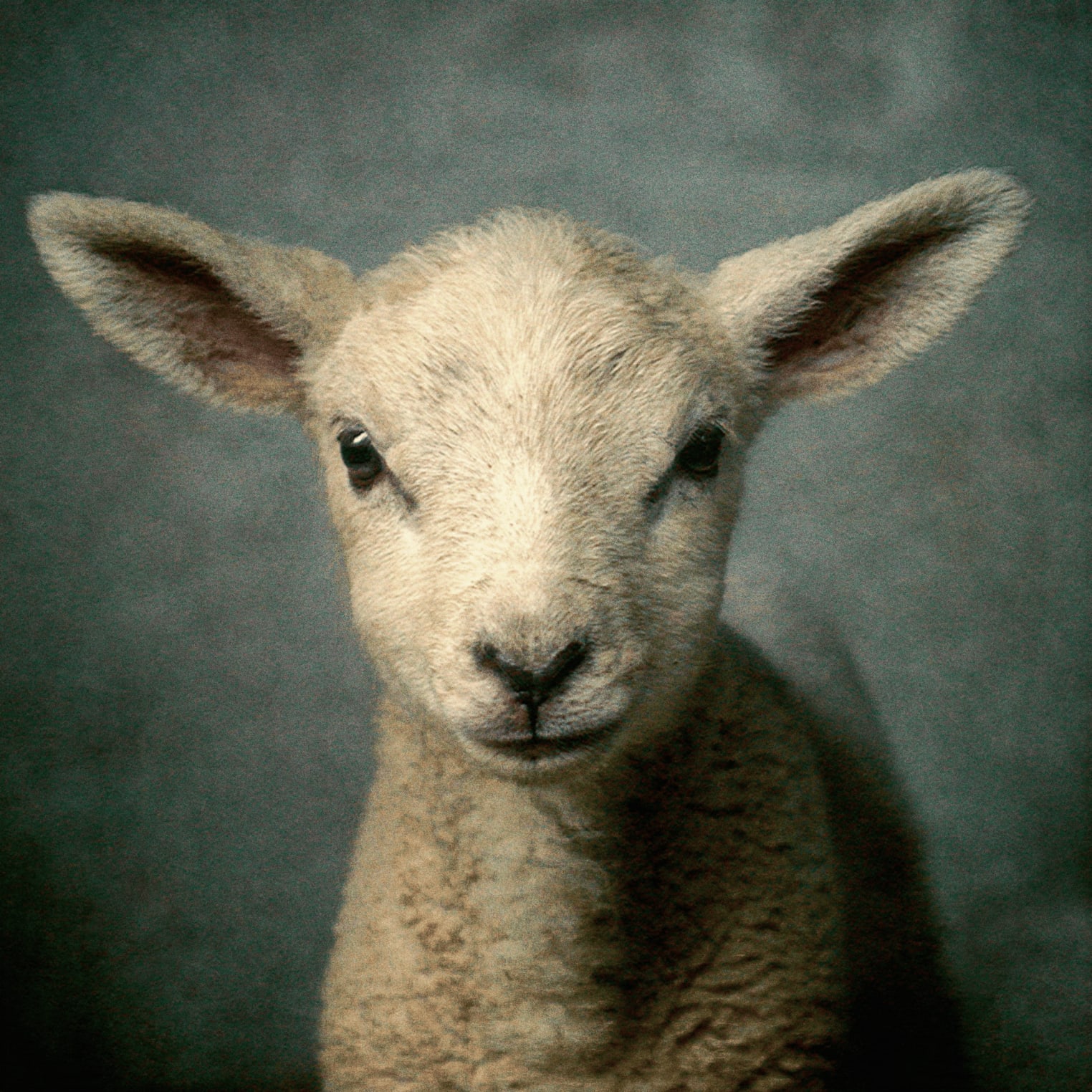 Album artwork for "Same God" by Elevation Worship featuring a close-up of a young lamb facing forward against a dark, textured background.