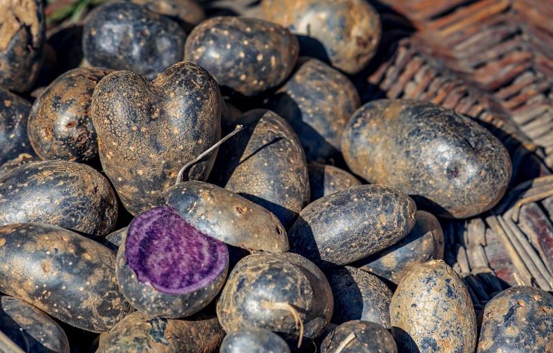 Patate viola