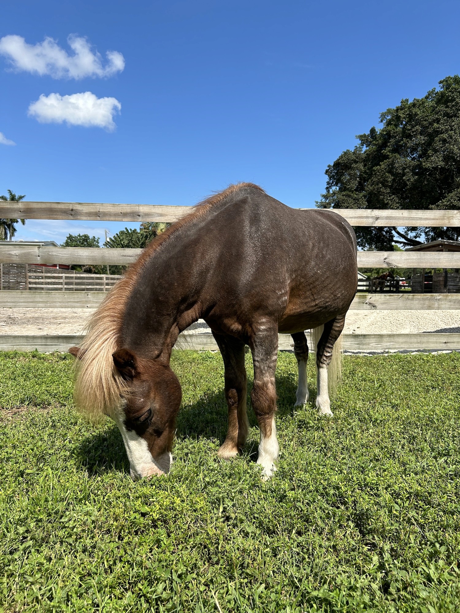 Bogart a mini Shetland pony on Tomorrow's Rainbow's mini-ranch.