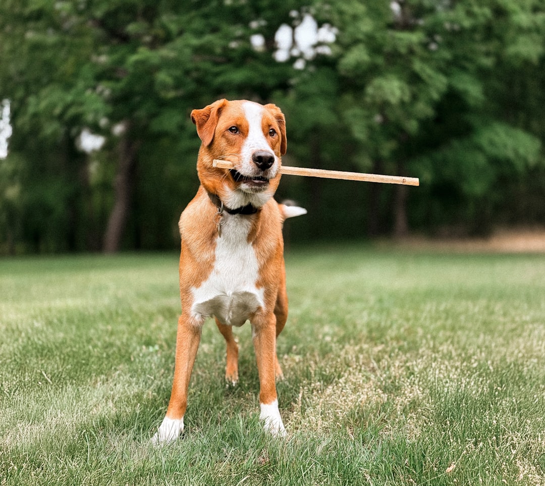 The Snout App Approach to Positive Training