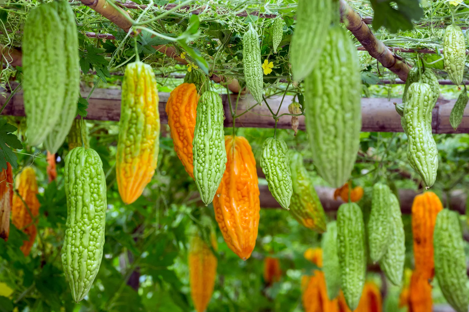 Bitter Melon Momordica charantia