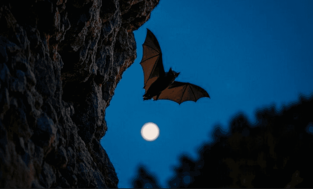 Bat at Night