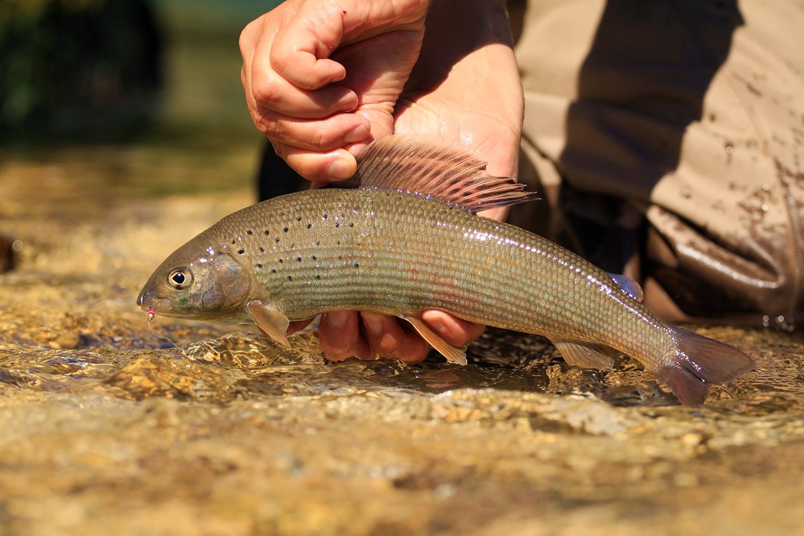 Plan a perfect fishing excursion with fly fishing for grayling in the Dolomites, close to Venice in northern Italy. Enjoy catching massive grayling, brown trouts, and marble trout in beautiful alpine waters. Learn from expert guides skilled in advanced fishing techniques. Ideal for an exquisite adventure.