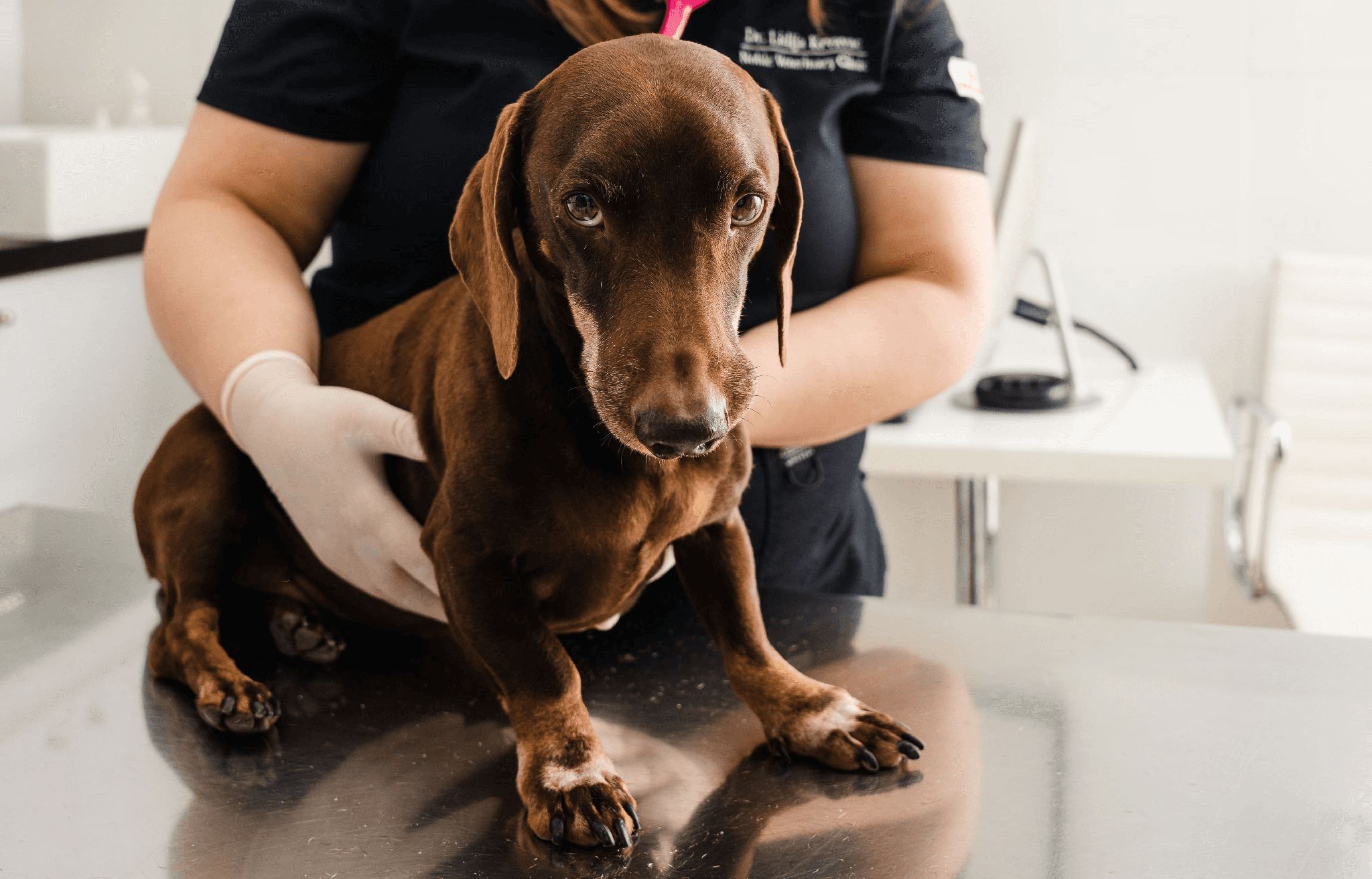 A veterinarian is gently checking a brown dog's heart rate and abdomen.