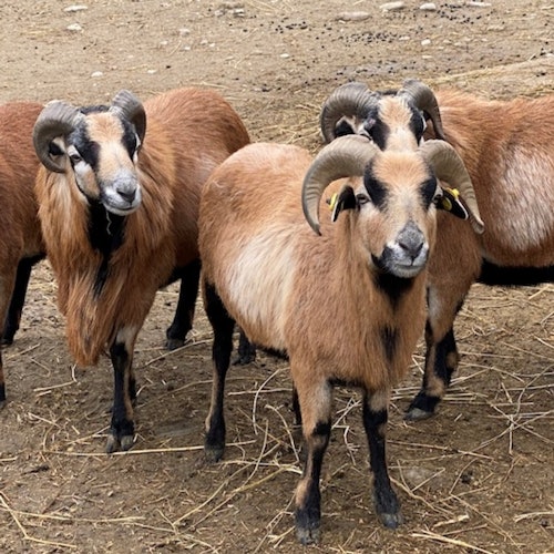 Tibetan goat