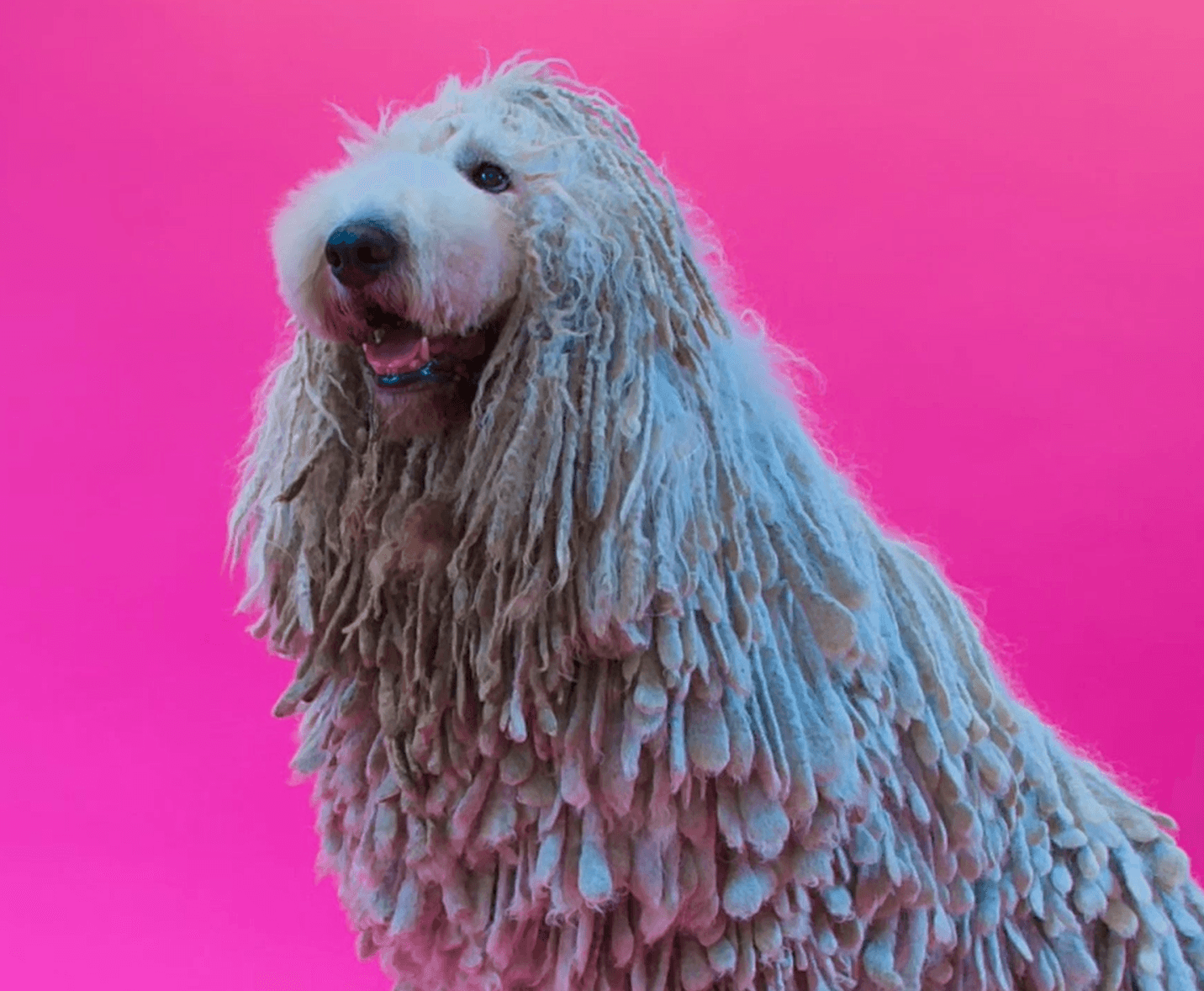 Close-up of a fluffy white dog on a soft pink background to highlight clean texture and professional grooming detail.”