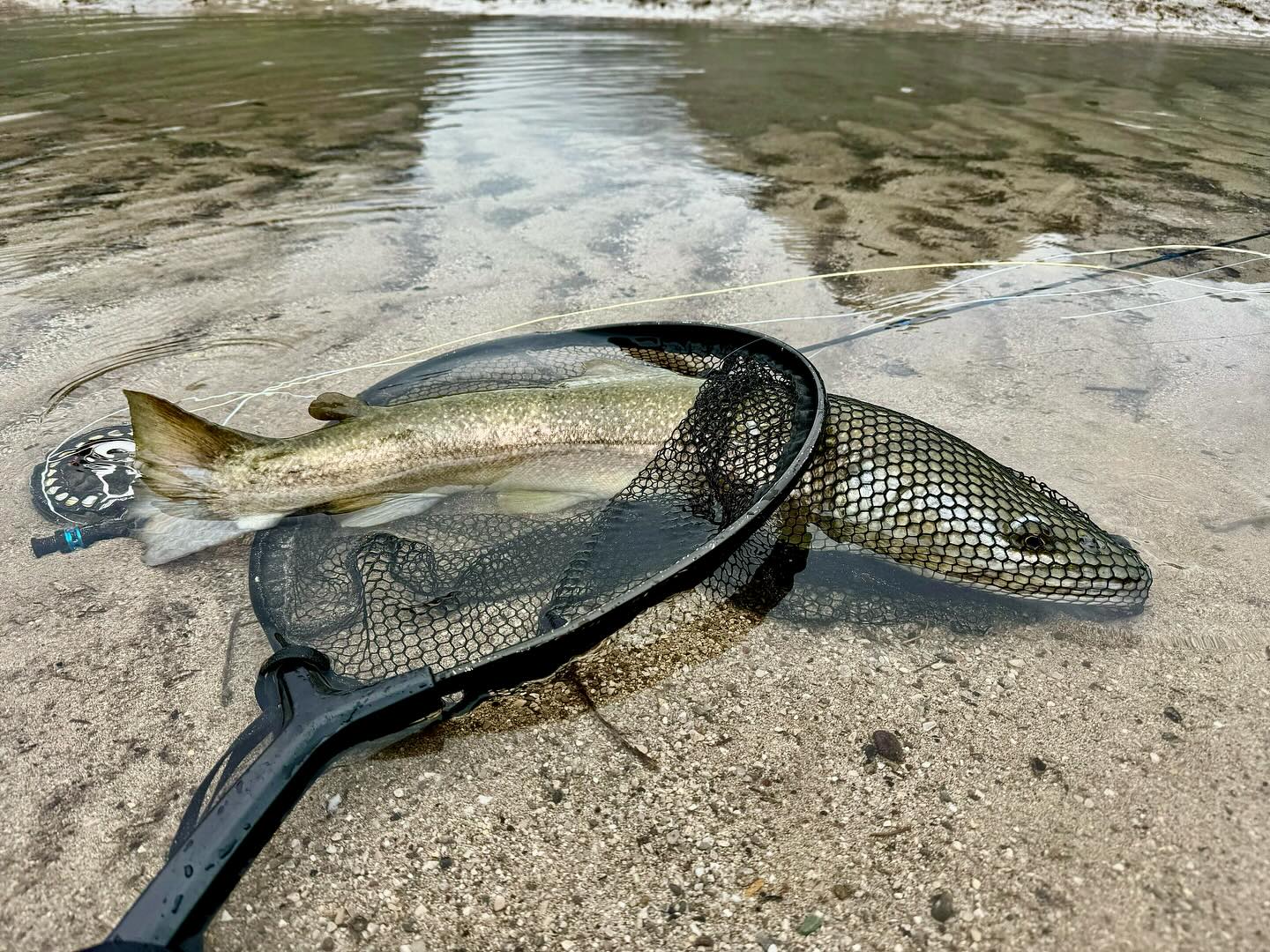 Book your fly fishing adventure in the Dolomites, northern Italy. Catch giant brown trout, marble trout, and grayling in picturesque waters close to Venice. Learn advanced techniques from expert guides. Ideal for a delightful fishing excursion.