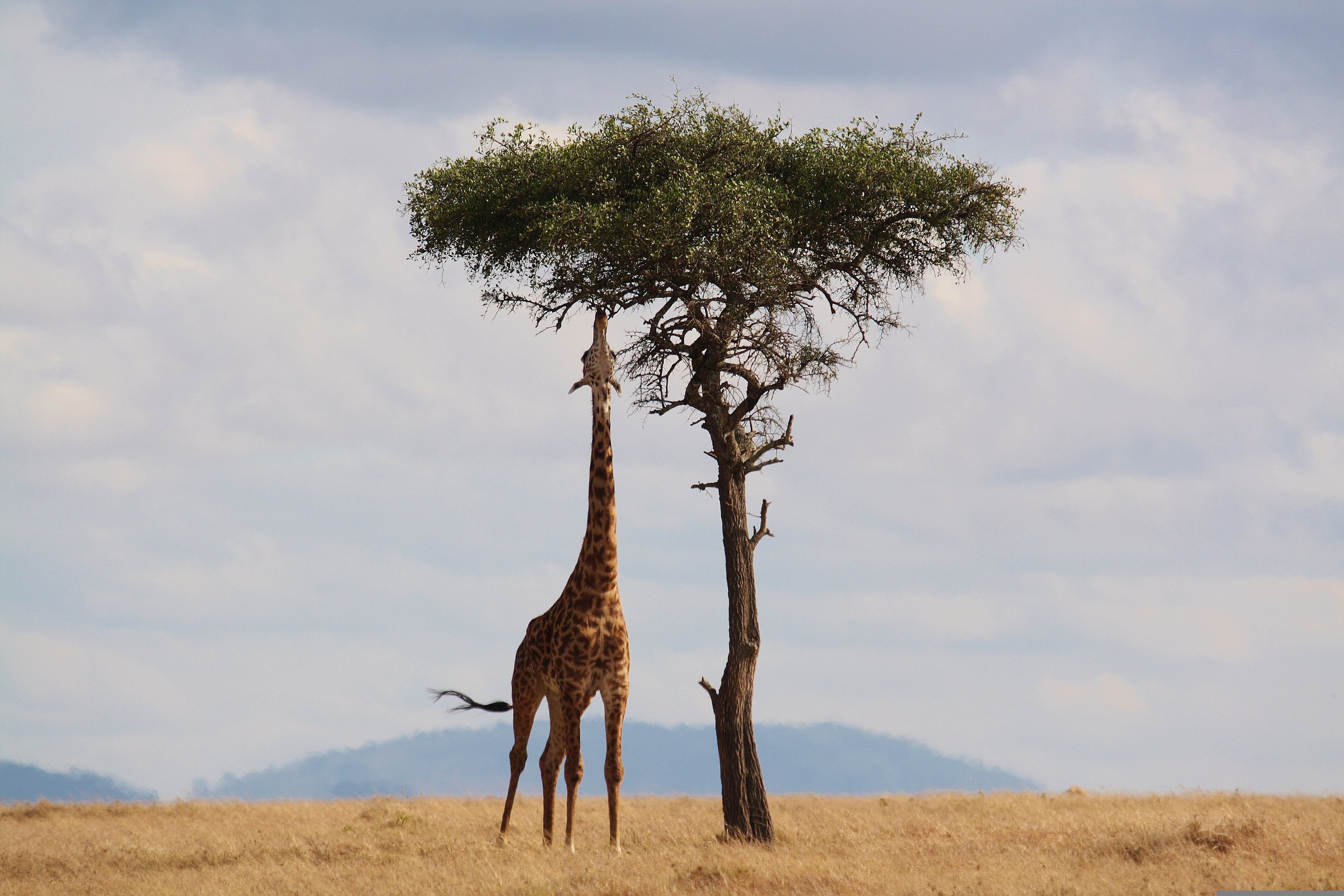 A lone giraffe stands on a grassy plain, reaching up to nibble leaves from the branches of a solitary acacia tree under a cloudy sky in the African savanna.