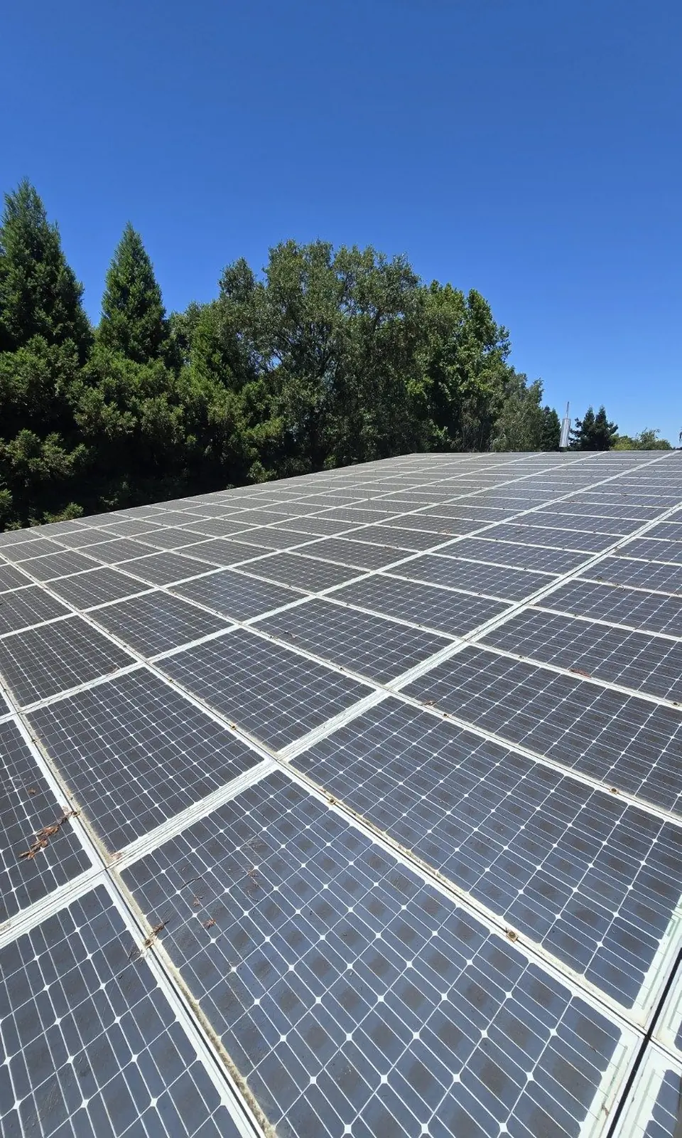 Clean rooftop solar array with trees in the background