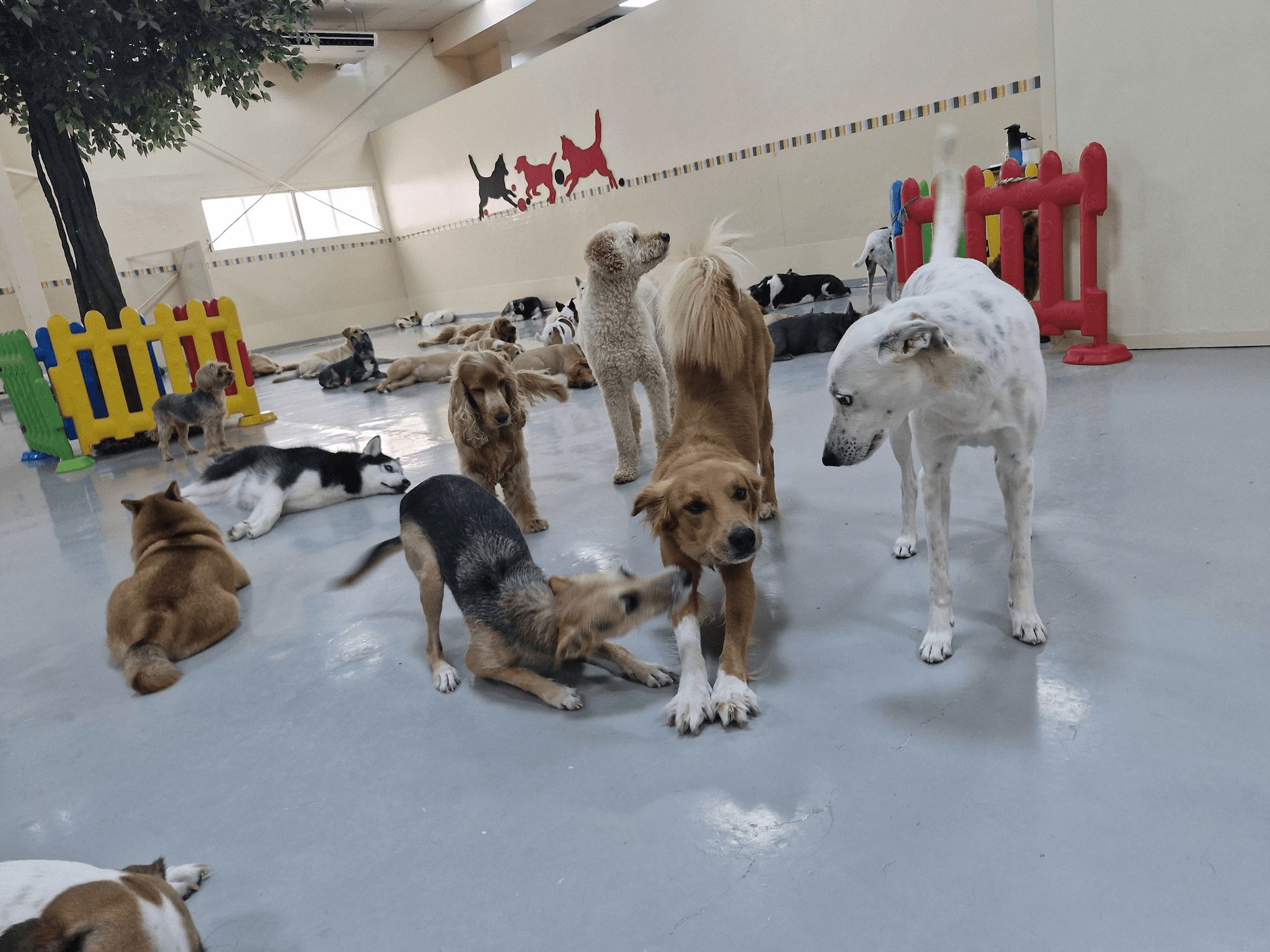 Woof Pets Services