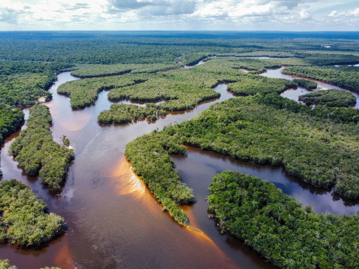 The Amazon