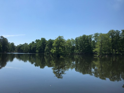 green trees beside lake under blue sky during daytime