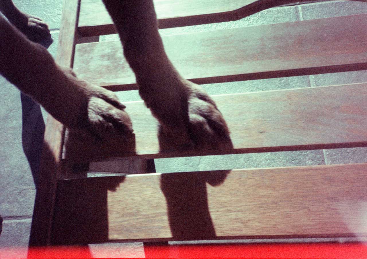 Patitas de perro sobre una reposera.