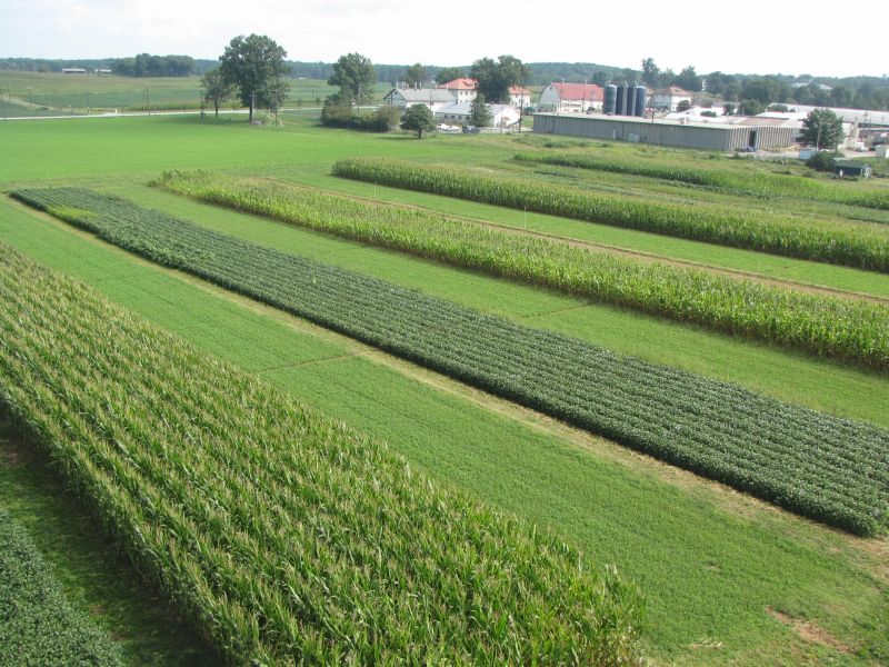Crop sampling and field measurement