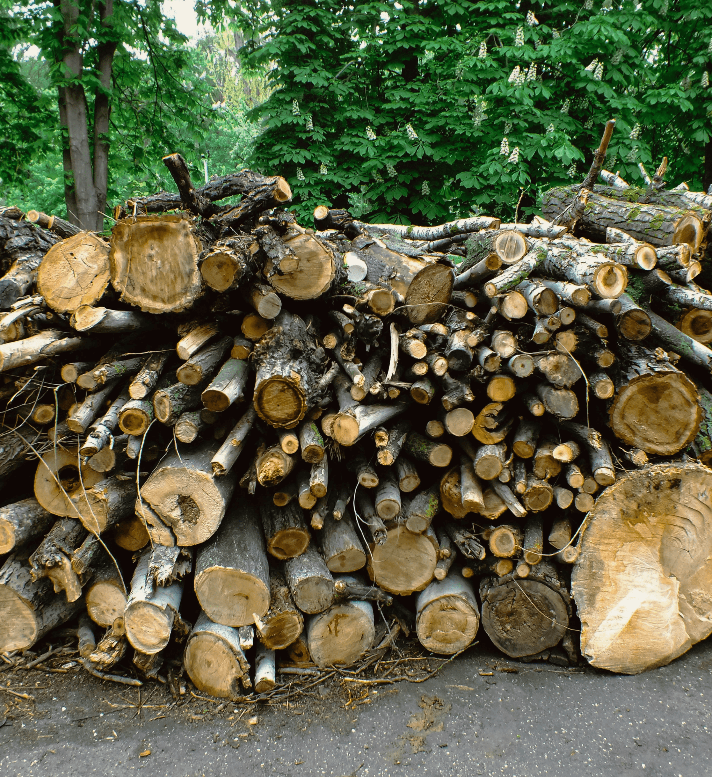 A person in a plaid shirt holds fresh green plants with soil, surrounded by a rustic outdoor setting.