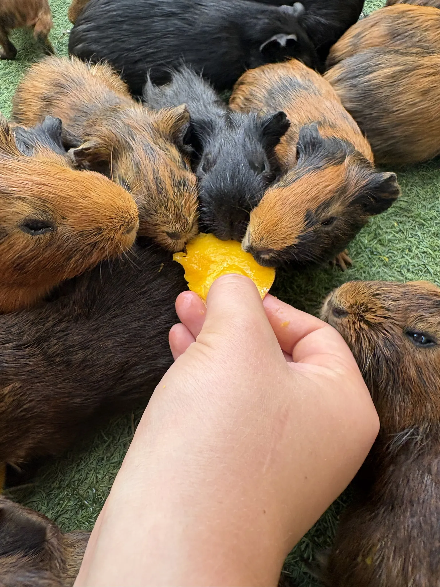 Guinea pigs crowding around a piece of mango held out by hand at AJ's Sloth and Monkey Hangout on Roatán