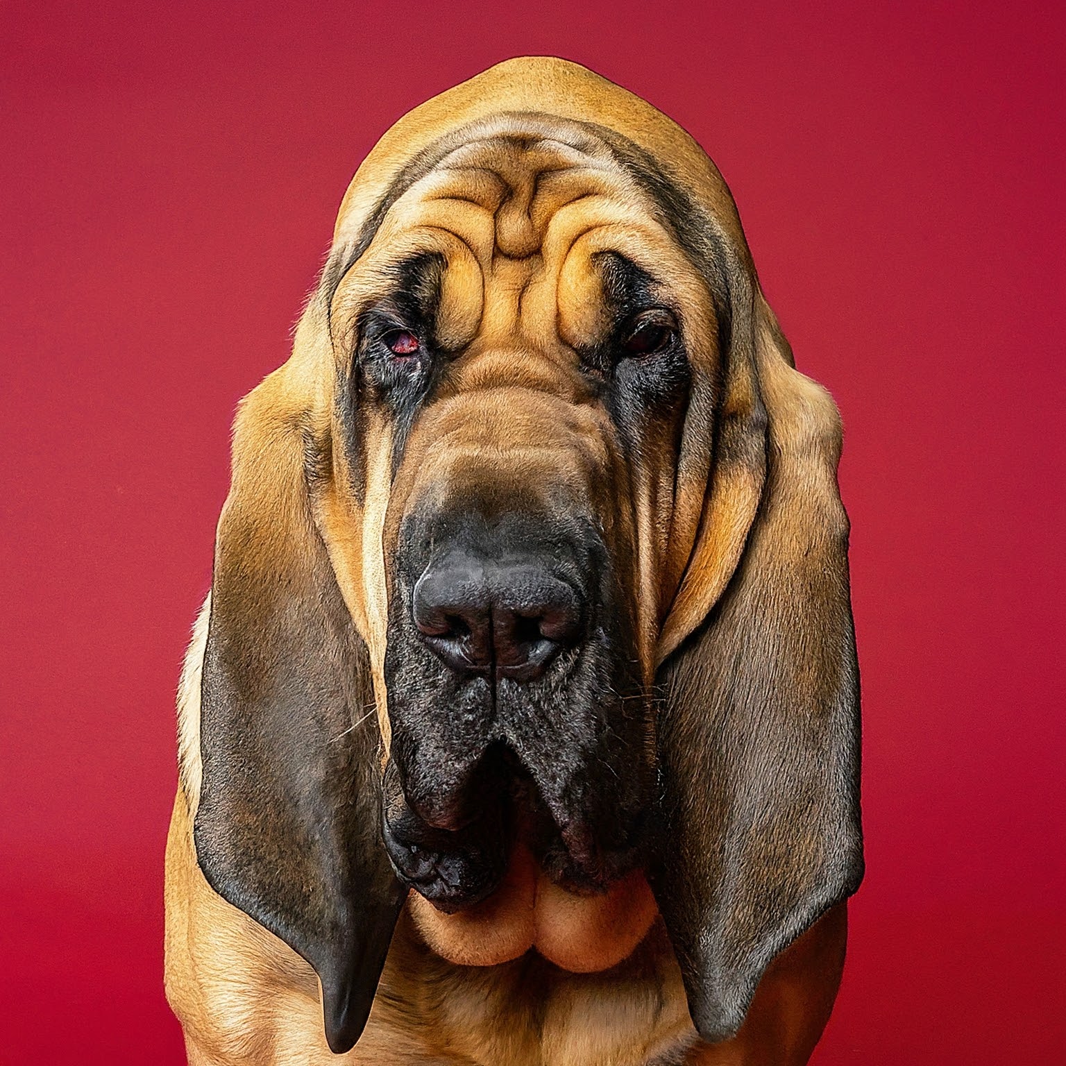 BUDDYUNO, Bloodhound