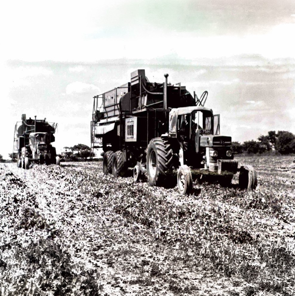 A black and white photograph of two tractor-pulled pea harvesters working across a field, showing early mechanised pea harvesting operations.