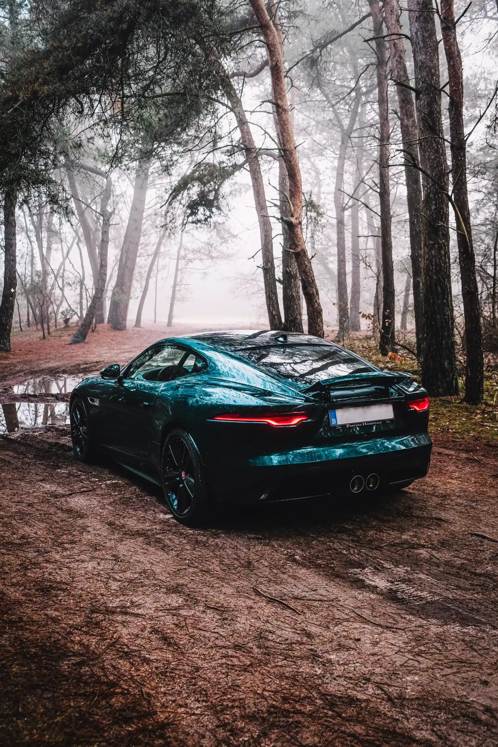 Automotive Photography: British Racing Green Jaguar F-Type in a forest.