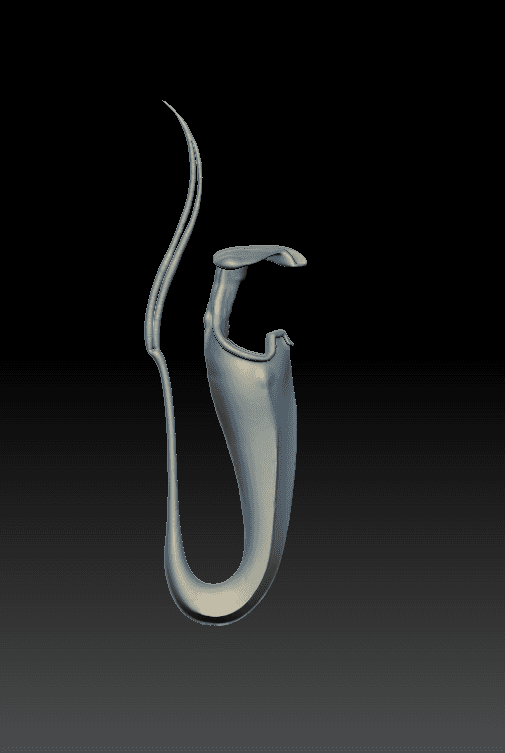 Long looping tubular plant sculpt with two open tips.